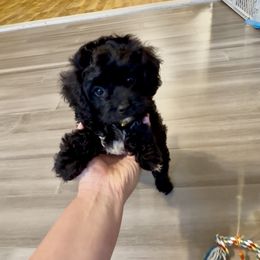 Video Tru - Black male Cavapoo puppy in Eatonton, Georgia from TNT Puppies