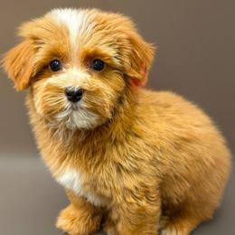 Emerson - Red male Yorkipoo puppy in Lebanon, Kentucky from Mosaic Merle Doodles