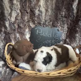 Puddle - Brown and white female Saint Berdoodle puppy in Traverse City, Michigan from Bare Paws Saint Berdoodles