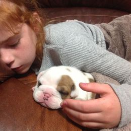 Bulldog and French Bulldog Puppies from Crystals Bulldog Bungalow