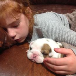 Bulldog and French Bulldog Puppies from Crystals Bulldog Bungalow