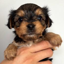 Jan Purple Collar - Black and tan female Yorkshire Terrier puppy in Pembroke Pines, Florida from Sunshine Parti Yorkies