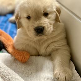 Golden Retriever Puppies from Caliber Golden Retriever’s