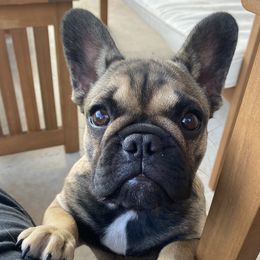 American Corgi and French Bulldog All Grown Up from Moonstone Corgis & Frenchies