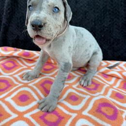 Willow - Merle female Great Dane puppy in Russellville, Arkansas from River Valley Great Danes & Miniature Schnauzers