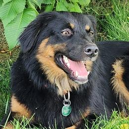 Max - English Shepherd
