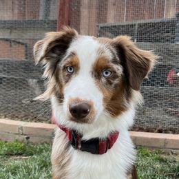 Asteria - Australian Shepherd