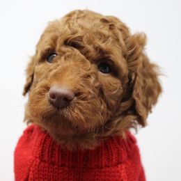Australian Labradoodle Puppies from Serendipity Doodles