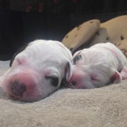 RED - White and black male Dalmatian puppy in Palmer, Massachusetts from Delaney's Dalmatians 2