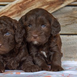 Female 1 - Chocolate female Goldendoodle puppy in Macedon, New York from Toodles Goldendoodles