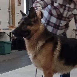 King - German Shepherd