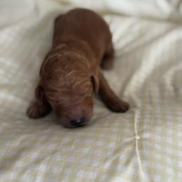 ALICE - Apricot female Poodle puppy in Thornton, Colorado from Shandy Poodle