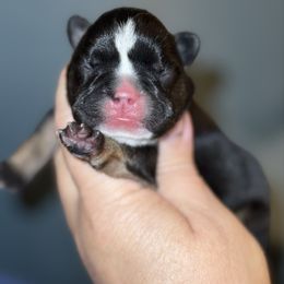 Black and Tan Purple Collar - Black and tan female French Bulldog puppy in Harmony, North Carolina from Schuster Haus