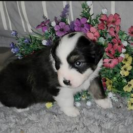 You can name her, but we call her kiss - Black tri-color female Australian Shepherd puppy in Lebanon, Oregon from Rockhill Australian Shepherds