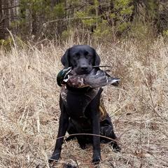 Labrador Retrievers from Cedar Ridge Retrievers