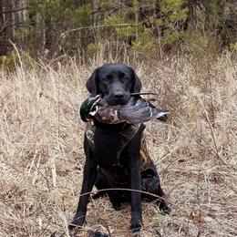 Labrador Retrievers from Cedar Ridge Retrievers