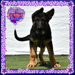 JERRY LEWIS - Black and red male German Shepherd puppy in Murrieta, California from Diamond Oaks German Shepherds