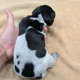 Black Girl 9222 - Black and white female German Shorthaired Pointer puppy in Spring Hope, North Carolina from Hogan’s Lowrider Hounds
