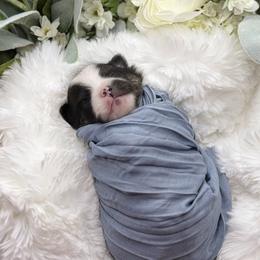 Pomeranian Puppies from Cascade Pomeranians