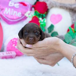 Gia - Chocolate and tan female Dachshund puppy in Fort Myers, Florida from Blossom Paws