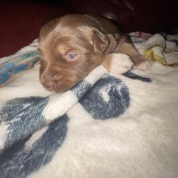 Australian Shepherd Puppies from McElroy Homestead Austrailian Shepherds