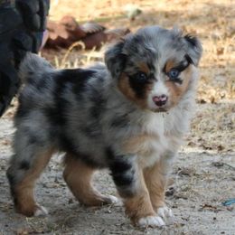 Girl 1 - Blue merle female Australian Shepherd puppy in Iola, Texas from MK Aussies