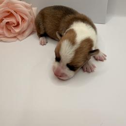 VanGogh - Red male Pembroke Welsh Corgi puppy in Snellville, Georgia from Laur's Classic Corgis