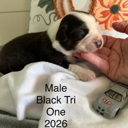 Gray car B1 - Black tri male Miniature American Shepherd puppy in Polo, Missouri from Fuzzbottom Miniature American Shepherd