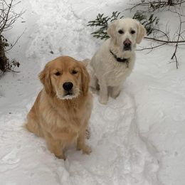 Golden Retriever Puppies from Davis Pond Goldens