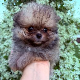 Toby - Orange sable male Pomeranian puppy in Waterloo, Indiana from Garcias Pomeranian