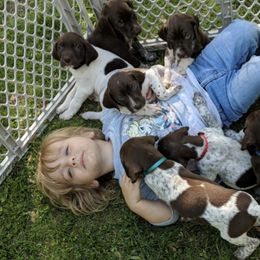 German Shorthaired Pointers from Fleming German shorthaired Pointers
