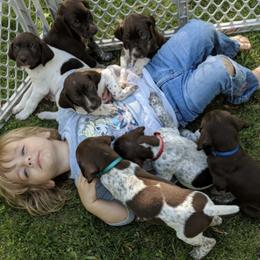 German Shorthaired Pointers from Fleming German shorthaired Pointers
