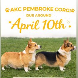 Pembroke Welsh Corgi puppies from Tran's CorgiLand