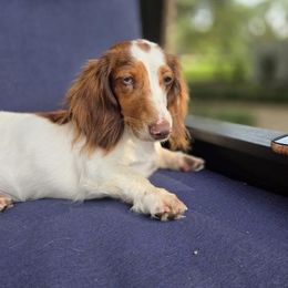 Gypsy - Dachshund