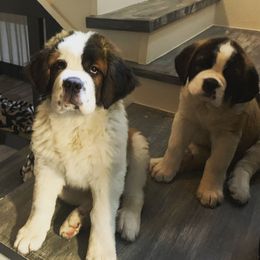 Newfoundland, Poodle, Saint Berdoodle, and Saint Bernard Puppies from Mammoth Doodles