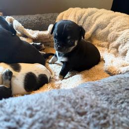 AKC Boy - Black and tan male Chihuahua puppy in Anoka, Minnesota from Anoka County MN AKC Chihuahuas