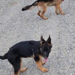 German Shepherd and Pembroke Welsh Corgi Puppies from Muddy Paws Corgis / Von Blake's Gedächtnis German Shepherds