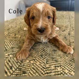 Cole - Red  male Goldendoodle puppy in Glendale, Arizona from Follow Your Bliss Doodles