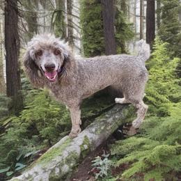 Poodle puppies from Poodles of Valor