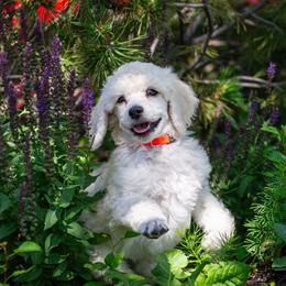 Ursa - White female Poodle puppy in Pleasant Grove, Utah from Out of This World Poodles