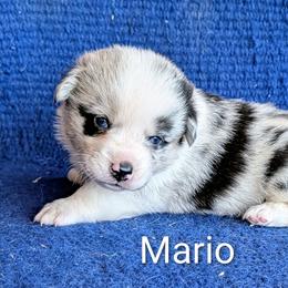 Mario - Brindle merle and white male American Corgi puppy in Shawnee, Oklahoma from Sunray Ranch