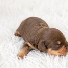 Chocolate boy - Chocolate male Dachshund puppy in Wahiawa, Hawaii from Versatile Ohana