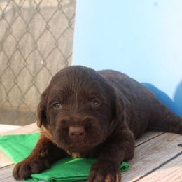 Brownie - Chocolate male Labradoodle puppy in Apache Junction, Arizona from Loving Doodle