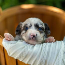 Gnocchi - Blue merle female Miniature Australian Shepherd puppy in Fort Collins, Colorado from Basil’s Sweet Creatures