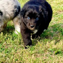 Sage - Black & white female Australian Shepherd puppy in Mineral Wells, Texas from A6 Australian Shepards