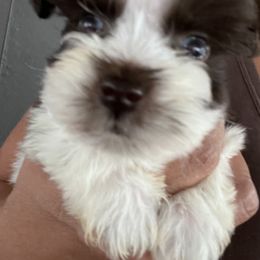 Miniature Schnauzer Puppies from Isla Schnauzers