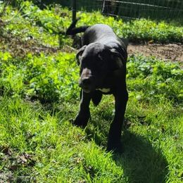 Great Dane Puppies from Trisha Self's Great Danes