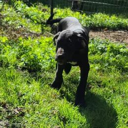 Great Dane Puppies from Trisha Self's Great Danes