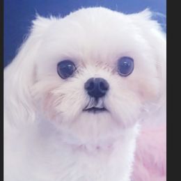 Luna - Maltese