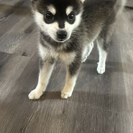 Alaskan Klee Kai Puppies from Lucky Charm Farms